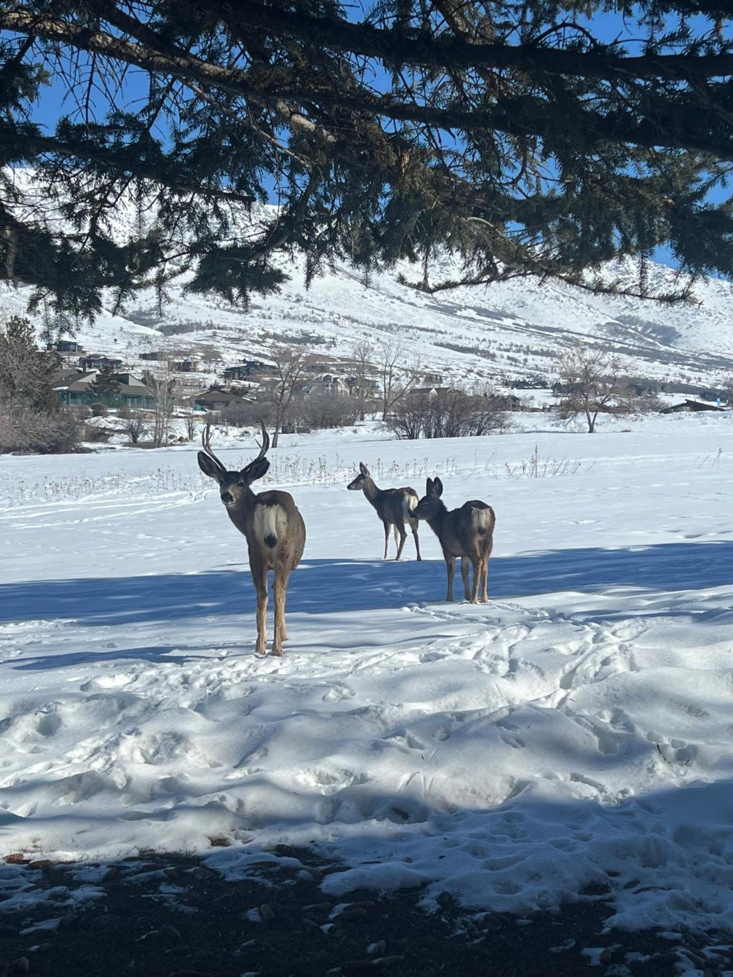 Wolf Creek Lodge Condo In Eden, Ut - Relaxing Mountain Retreat Экстерьер фото